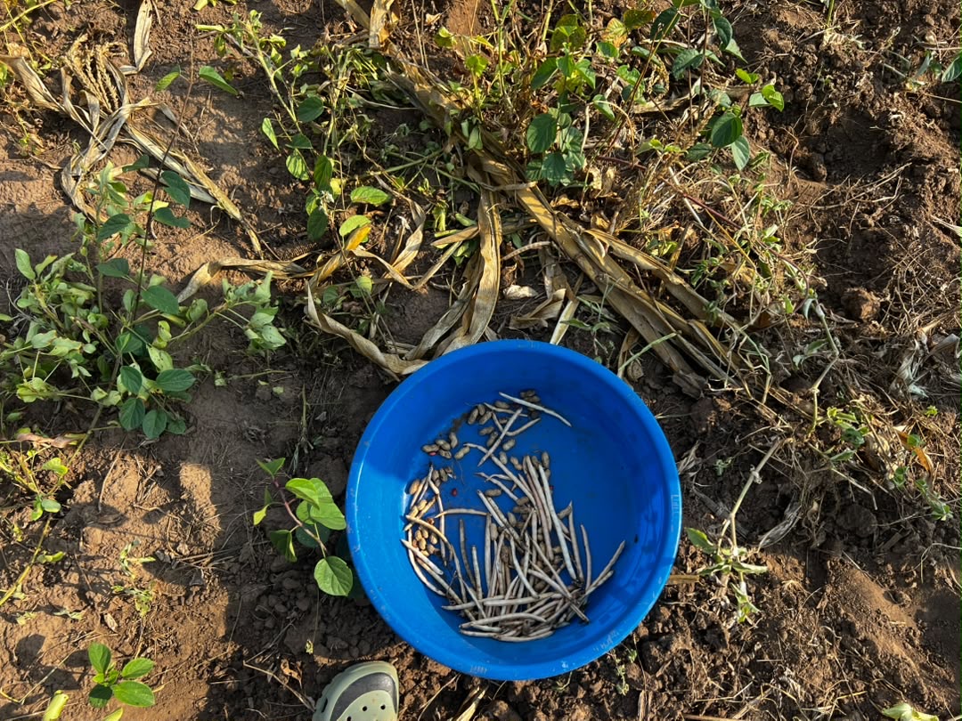 Dried groundnut plants gathered after crop failure in the assessed Kwania village