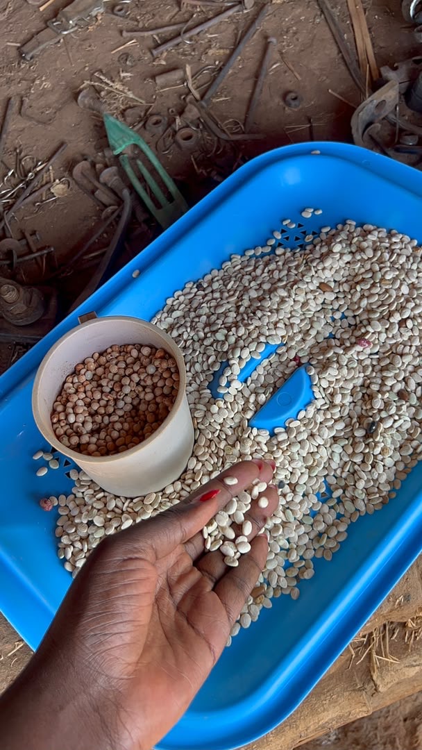 A small quantity of pale beans found in one assessed Kwania household