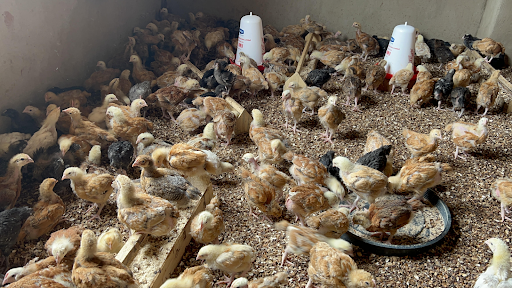 400 healthy chicks thriving inside the newly built GVC poultry facility