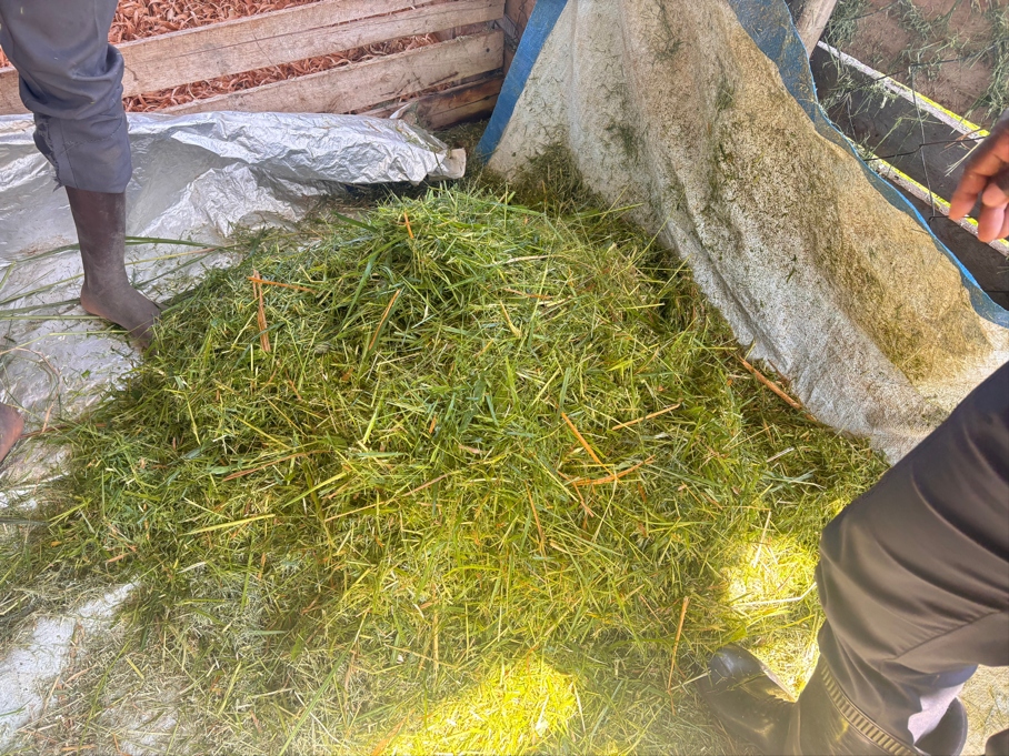 A large heap of finely chopped fresh napier grass silage processed by the new machine, ready for storage