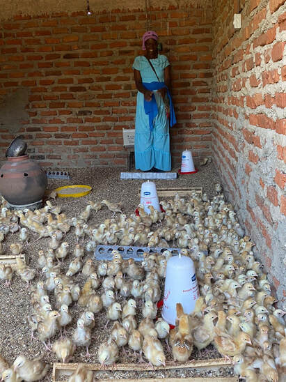 A collective member tending to the new batch of 500 chicks inside the brick coop